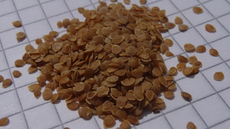 Instructions étape par étape: comment faire pousser des pommes de terre à partir de graines à la maison