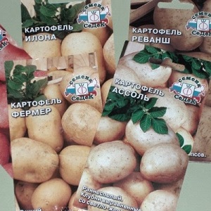 Instructions étape par étape: comment faire pousser des pommes de terre à partir de graines à la maison