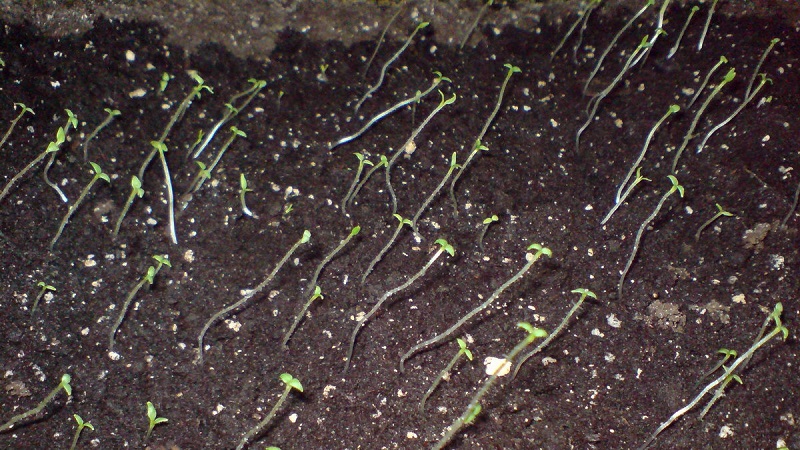 Instructions étape par étape: comment faire pousser des pommes de terre à partir de graines à la maison