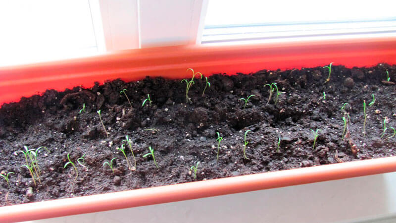 Instructions étape par étape pour planter de l'aneth en juillet pour les verts