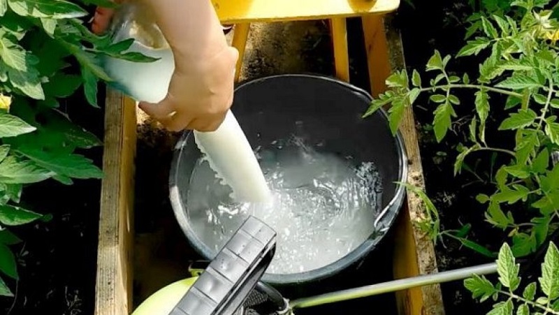 Règles de traitement des concombres avec du lactosérum et de l'iode: recettes et proportions