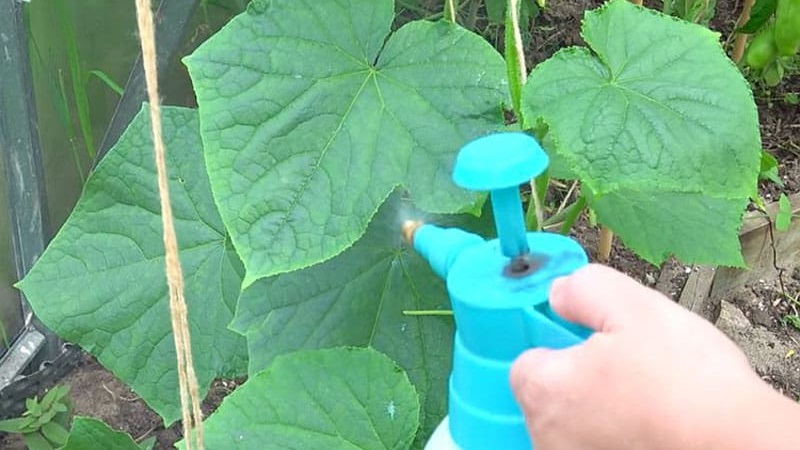 Règles de traitement des concombres avec du lactosérum et de l'iode: recettes et proportions