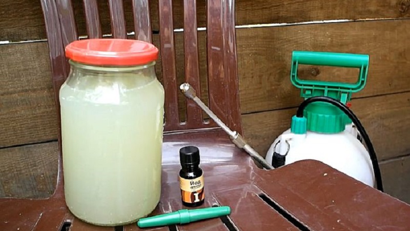 Cépages non couvrants pour la région de Leningrad