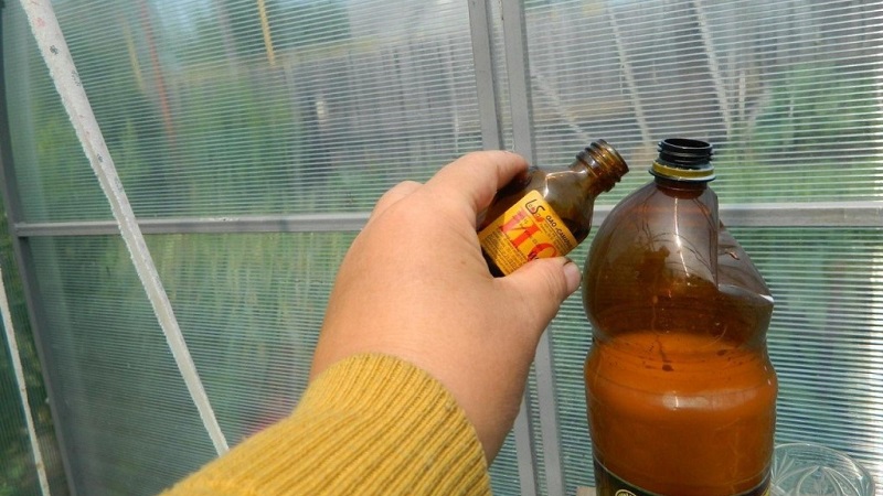 L'alimentation du chou est-elle nécessaire pour attacher les têtes