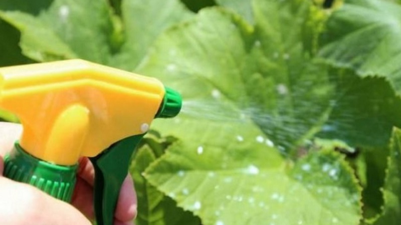 Règles de traitement des concombres avec du lactosérum et de l'iode: recettes et proportions