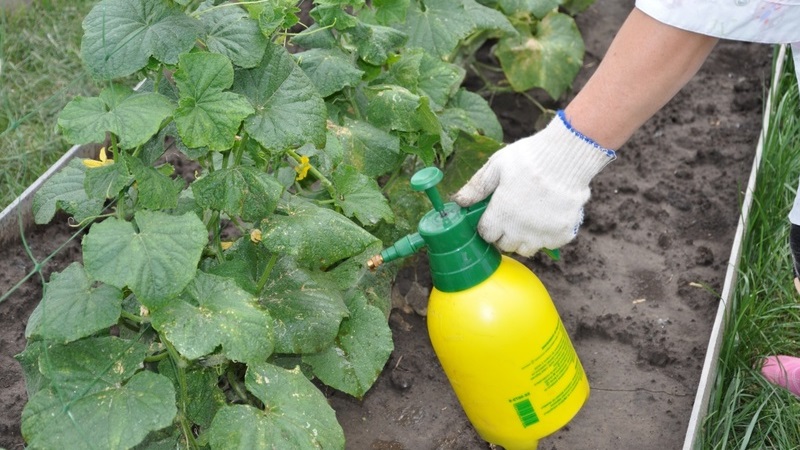 Règles de traitement des concombres avec du lactosérum et de l'iode: recettes et proportions