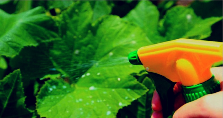 Règles de traitement des concombres avec du lactosérum et de l'iode: recettes et proportions