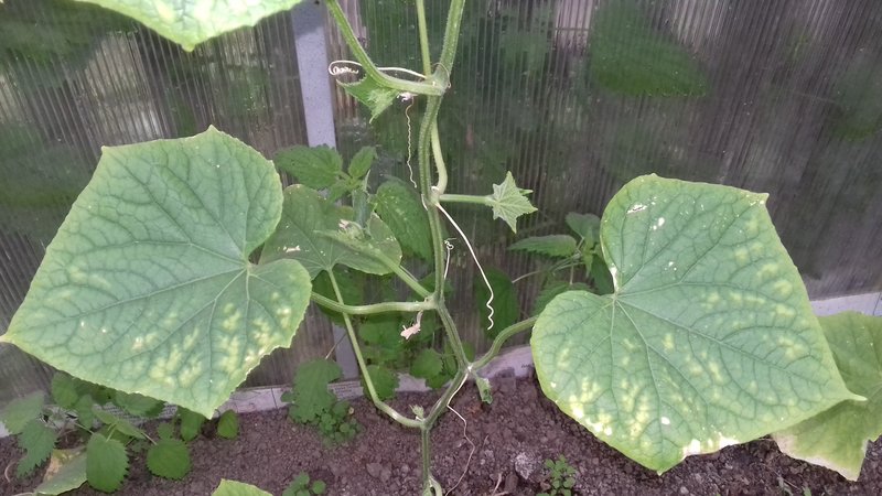 Causes des feuilles de concombre vert pâle et méthodes de résolution du problème