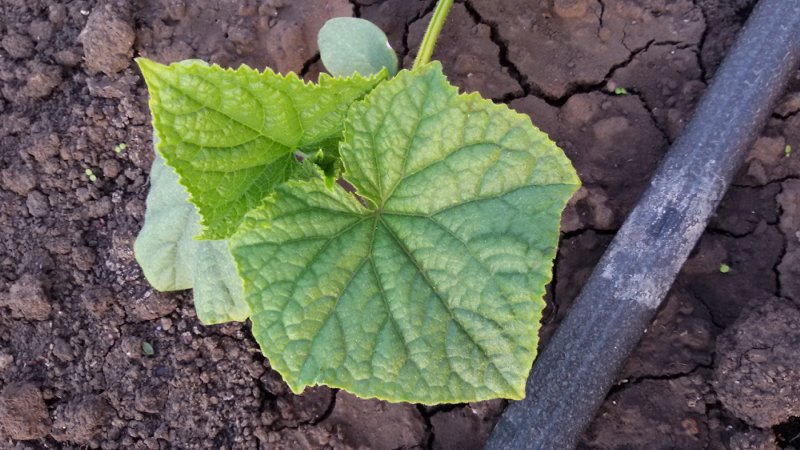 Causes des feuilles de concombre vert pâle et méthodes de résolution du problème