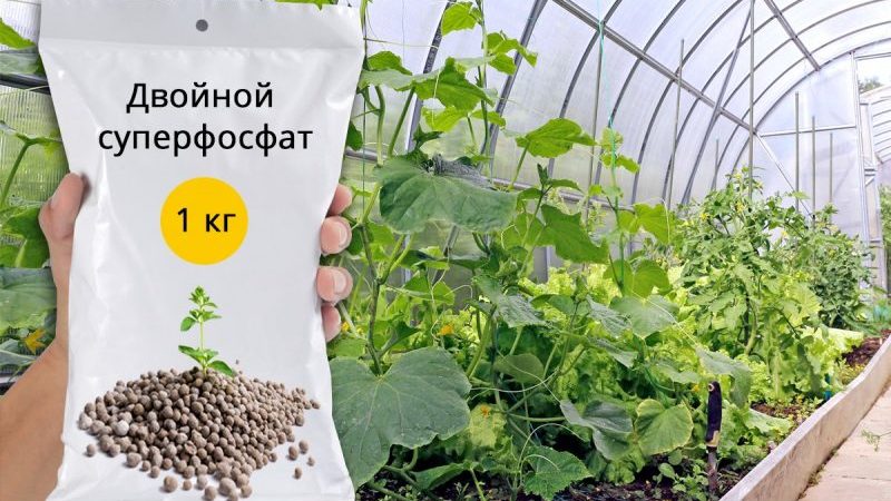 L'utilisation de superphosphate pour fertiliser les concombres dans le jardin et dans la serre