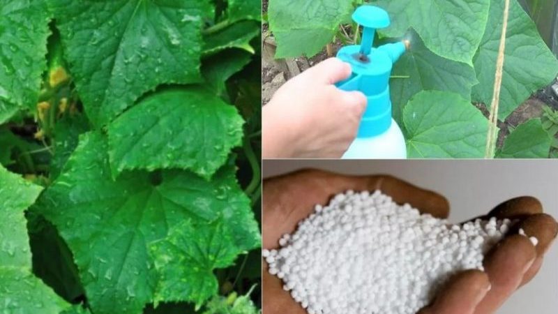 L'utilisation de superphosphate pour fertiliser les concombres dans le jardin et dans la serre