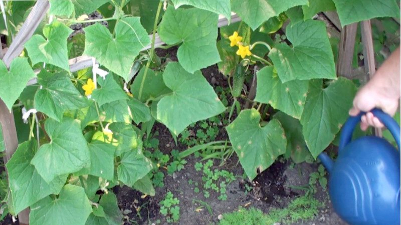 L'utilisation de superphosphate pour fertiliser les concombres dans le jardin et dans la serre