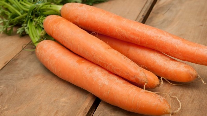 Un hybride précoce de carottes au goût sucré Nandrin f1