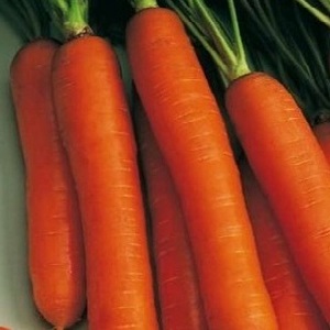 Un hybride précoce de carottes au goût sucré Nandrin f1