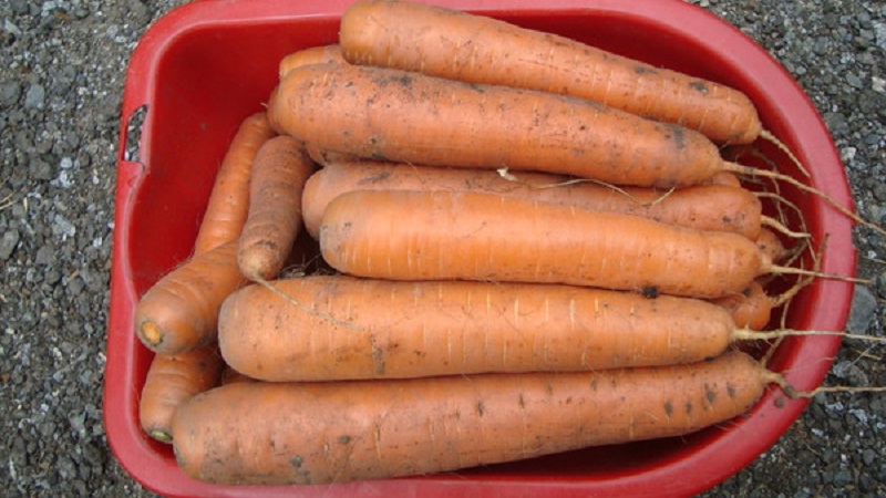 Un hybride précoce de carottes au goût sucré Nandrin f1