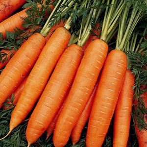 Un hybride précoce de carottes au goût sucré Nandrin f1