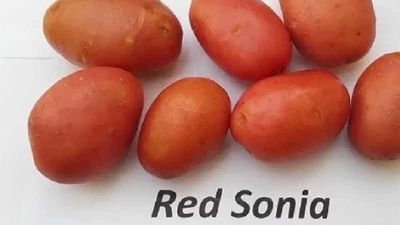 Une variété de pommes de terre précocement mûres avec un degré élevé de conservation Red Sonya