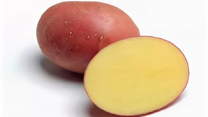 Une variété de pommes de terre à maturité précoce avec un degré élevé de conservation Red Sonya