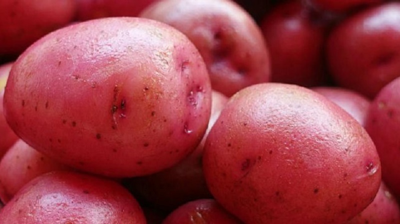 Une variété de pommes de terre à maturité précoce avec un degré élevé de conservation Red Sonya