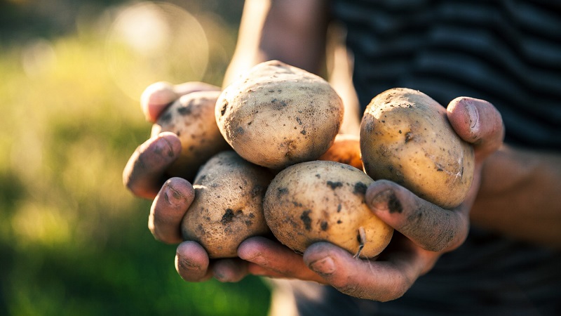 Variété de pommes de terre mûres précoces Zorachka pour une consommation fraîche