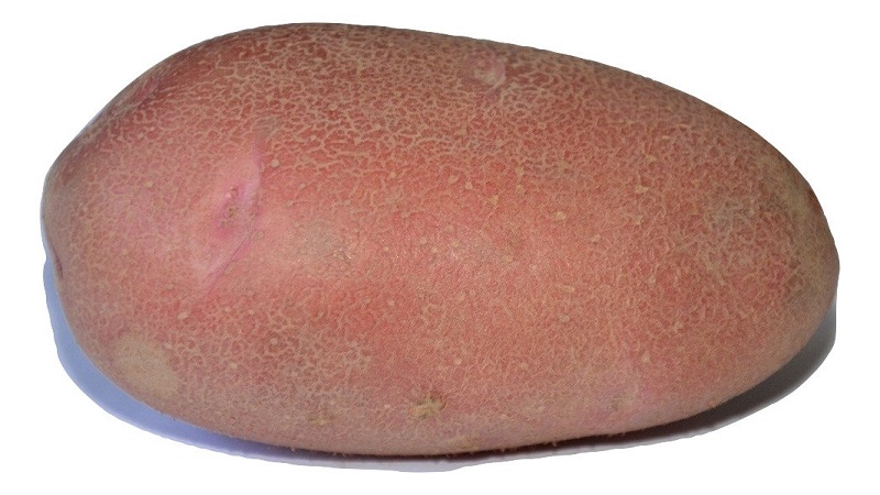 Variété précoce de pommes de terre de table Palats de sélectionneurs biélorusses