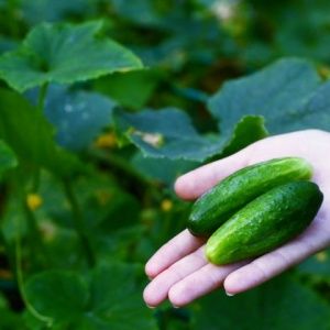 Les recettes les plus efficaces pour nourrir les concombres pendant la fructification