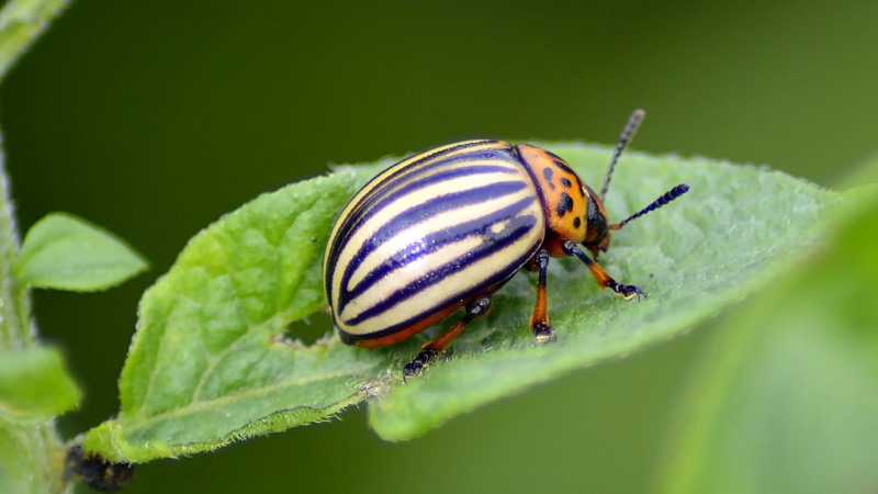 Les ravageurs les plus dangereux des pommes de terre et les méthodes pour les combattre
