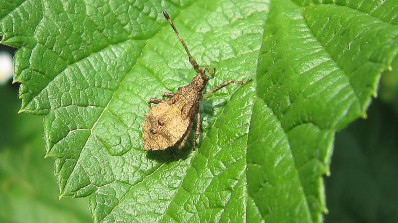 Les ravageurs les plus dangereux des pommes de terre et les méthodes pour les combattre
