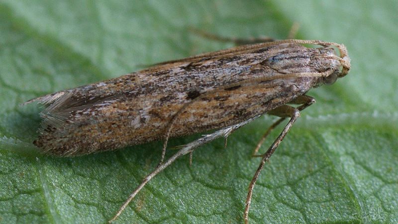 Les ravageurs les plus dangereux des pommes de terre et les méthodes pour les combattre