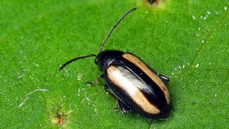 Les ravageurs les plus dangereux des pommes de terre et les méthodes pour les combattre