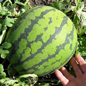 Les variétés les plus délicieuses de pastèques: description et caractéristiques