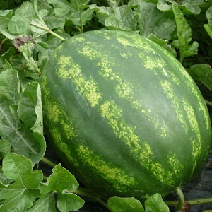 Les variétés les plus délicieuses de pastèques: description et caractéristiques