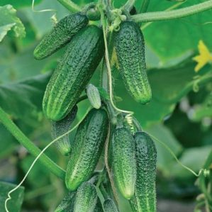 Une nouveauté qui a réussi à tomber amoureux de nombreux jardiniers - concombres guirlande de Sibérie F1
