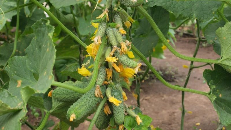 Une nouveauté qui a réussi à tomber amoureux de nombreux jardiniers - concombres guirlande de Sibérie F1