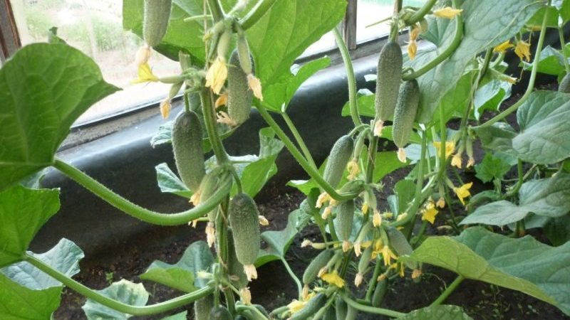 Une nouveauté qui a réussi à tomber amoureux de nombreux jardiniers - concombres guirlande de Sibérie F1