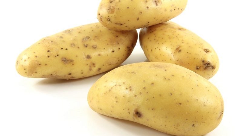 Variété à maturation précoce Empress pour semer des graines