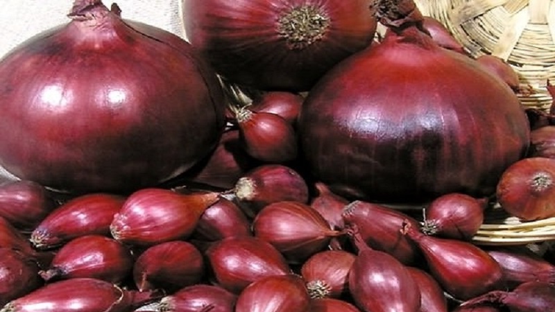 Une variété d'oignons rouges à maturation précoce - Red Baron