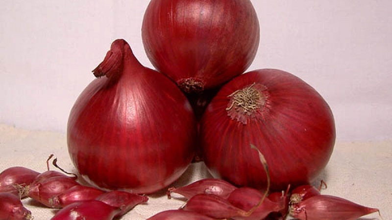 Une variété d'oignons rouges à maturation précoce - Red Baron