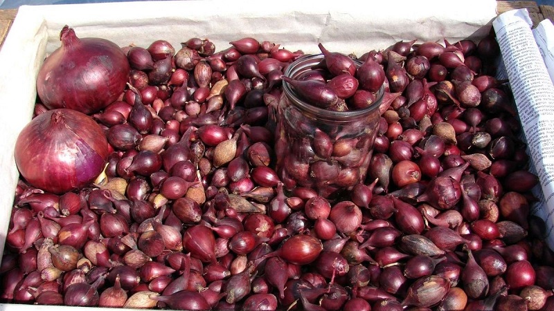Une variété d'oignons rouges à maturation précoce - Red Baron