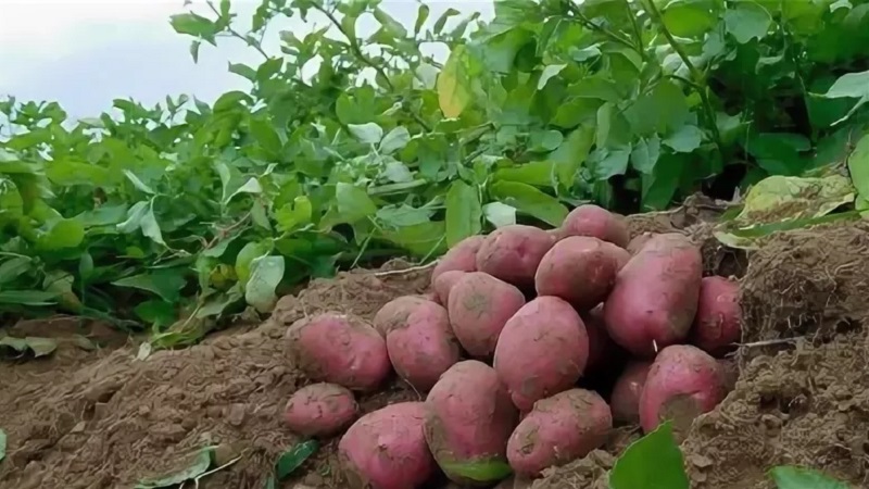 Variété de pomme de terre Ilyinsky adaptée à tous les sols et conditions climatiques
