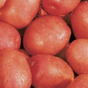 Variété de pomme de terre Krasa avec une excellente présentation et un excellent goût