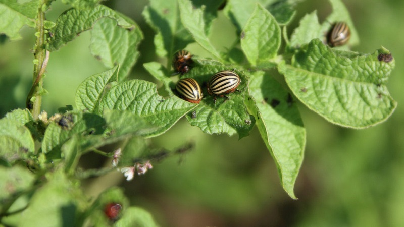 Variété de pomme de terre allemande jeune mais prometteuse Crohn: description et avis
