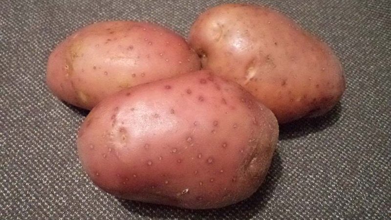 Manifeste de la pomme de terre mi-tardif à haut rendement avec tubercules rouges