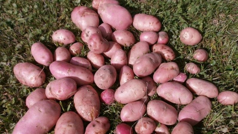 Manifeste de la pomme de terre mi-tardif à haut rendement avec tubercules rouges
