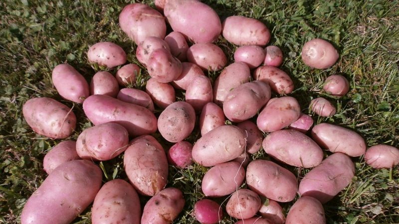 Une variété précoce de pommes de terre Rosar pour les régions du nord