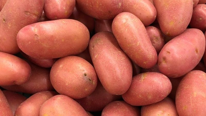 Une variété précoce de pommes de terre Rosar pour les régions du nord