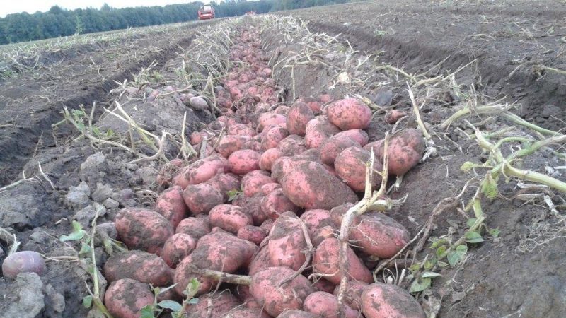 Une variété précoce de pommes de terre Rosar pour les régions du nord
