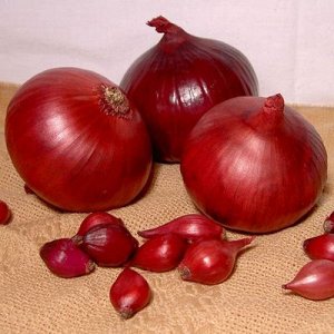 Oignon Carmen de mi-saison au goût doux