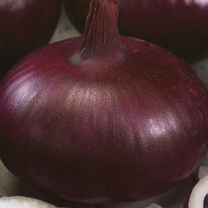 Oignon Carmen de mi-saison au goût doux