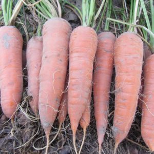 Douce variété de carottes Shantane Royal couleur orange vif